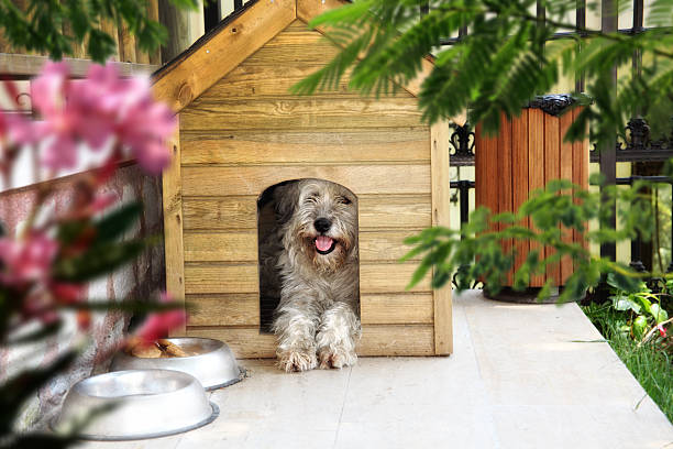 Read More About The Ideal Dog Boarding Houses Right Here!