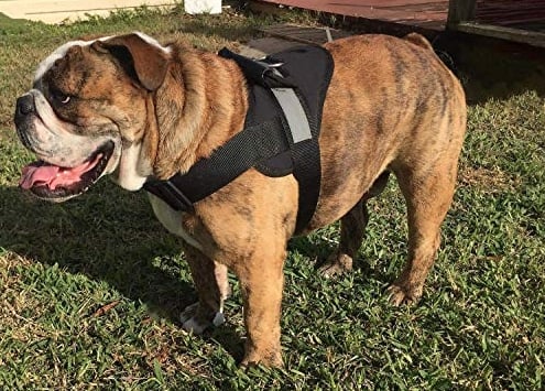 Utilizing the right harness for bikejoring