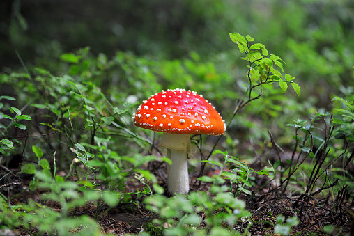 Obtain hallucinogenic mushroom (champignon hallucinogène) from huge internet sites such as mycotrop