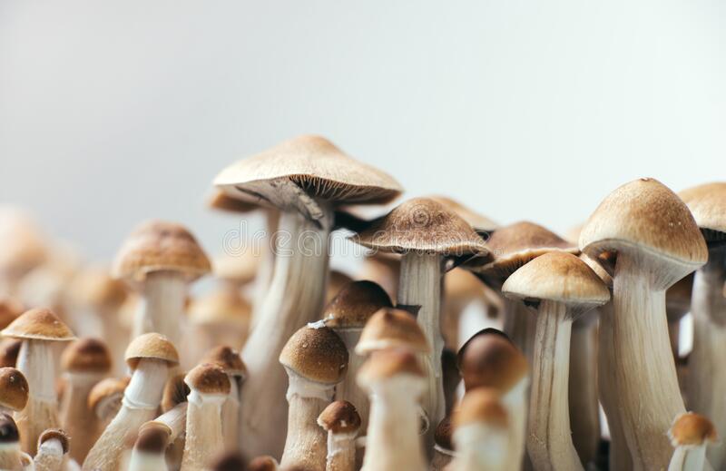 Things to learn about miracle mushrooms