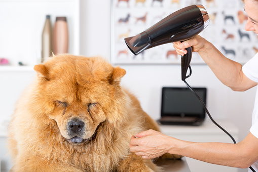 Dog blow dryers are very useful for keeping your pet’s jacket in perfect condition
