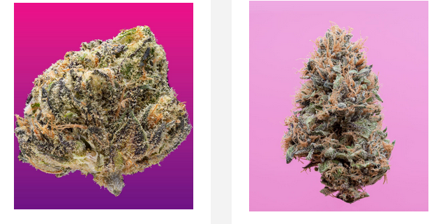 Strategies for Investigating and Appreciating the key benefits of Making use of THCA Flower for Overall health & Health