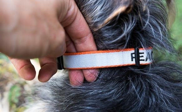 Get Peace of Mind with the Halo Dog Collar