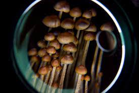 Magic Mushrooms: The Science Behind Altered Consciousness