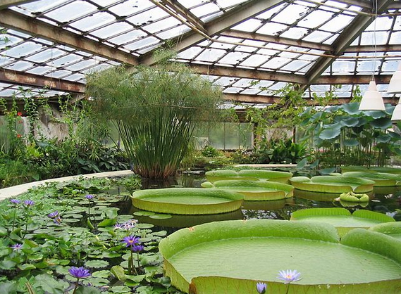 Greenhouse Gardens: Navigating Your Personal Oasis