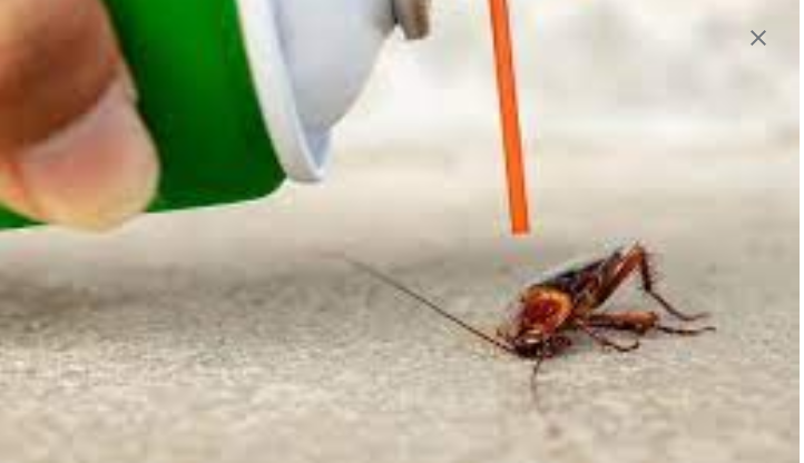 Pest Removal Made Simple with Exterminators
