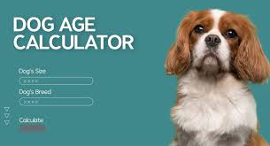 Dog Age Calculator: How Old Is Your Dog in Human Years?